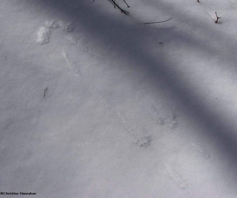 Possibly Flying squirrel tracks