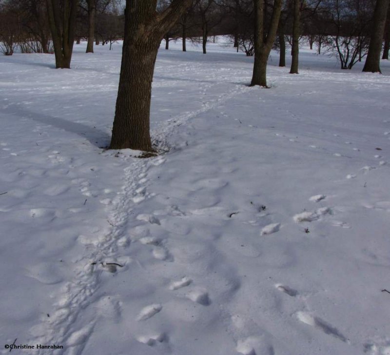 Grey squirrel highway between the trees