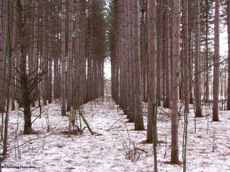 Red pine plantation