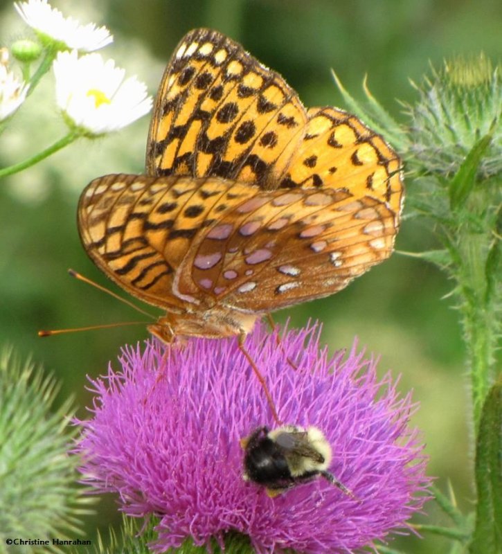Great spangled fritillary and bumblebee on Canada thistle