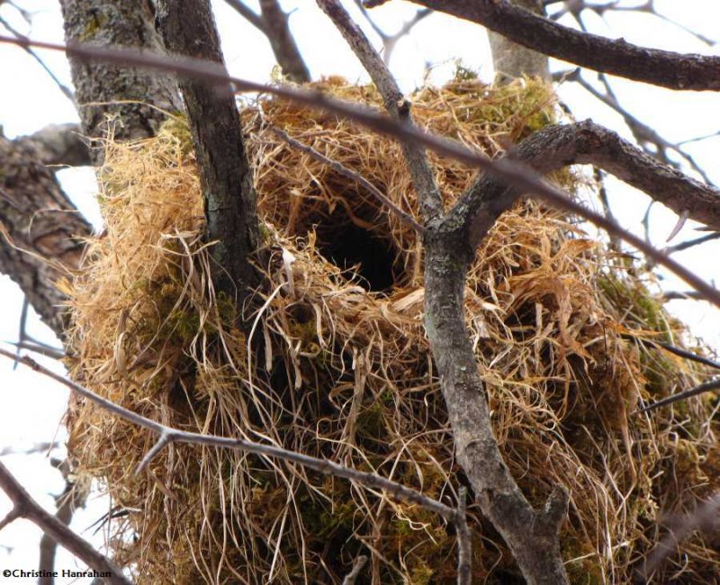 Red squirrel nest