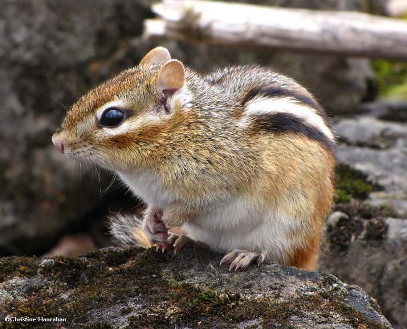 Chipmunk