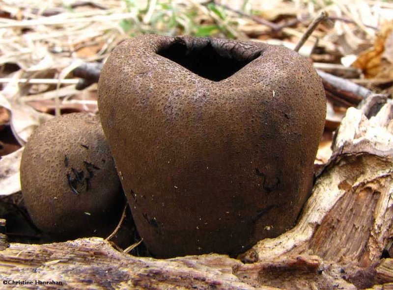 Devils urn (<em>Urnula craterium</em>)