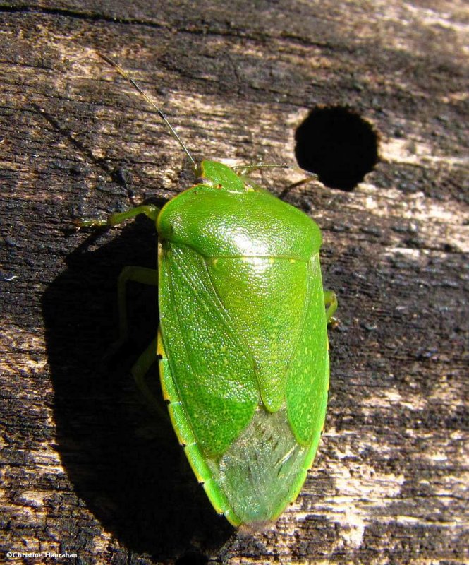 Large green stinkbug (Chinavia hilaris), back view