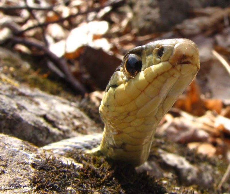 Garter snake