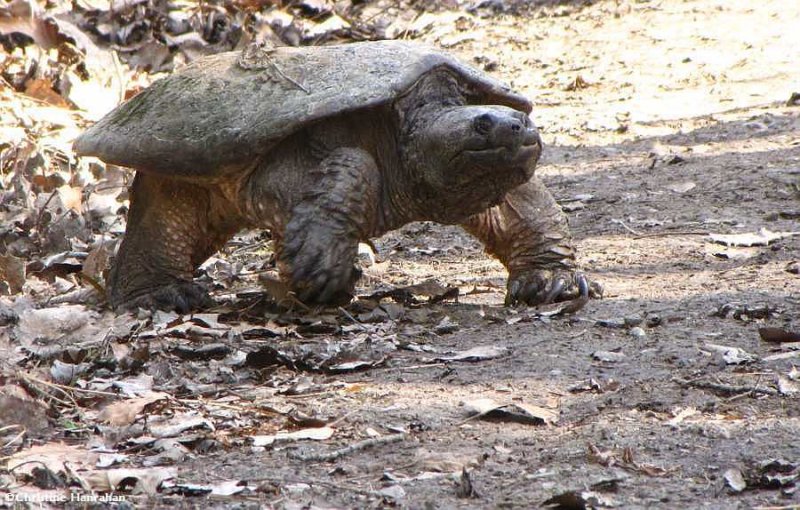 Snapping turtle   (Chelydra serpentina)