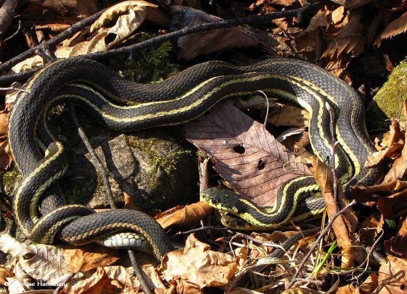 Mating garter snakes