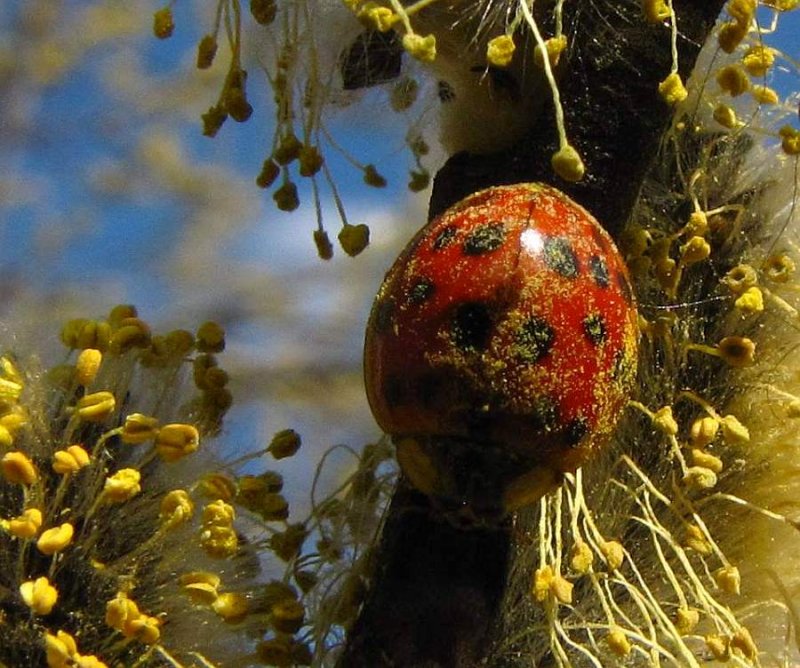 Asian ladybeetle (Harmonia  axyridis) with pollen dust