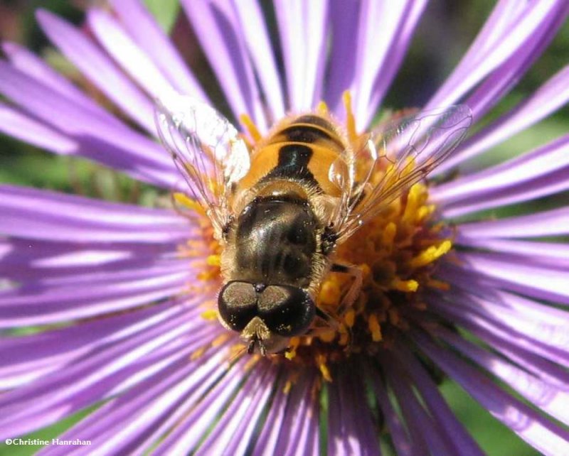 Hover fly (Eristalis arbustorum)