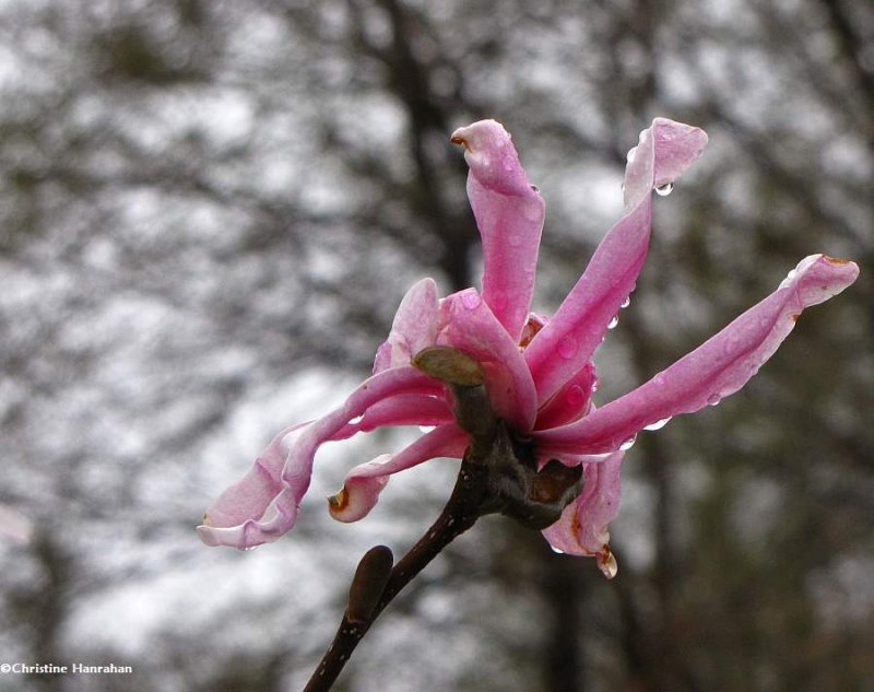 Pink magnolia