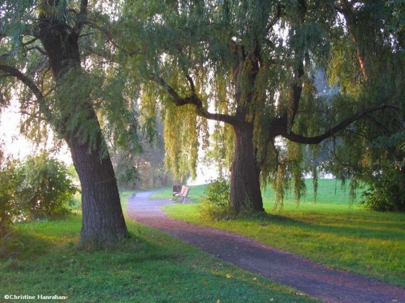 A bench for contemplation