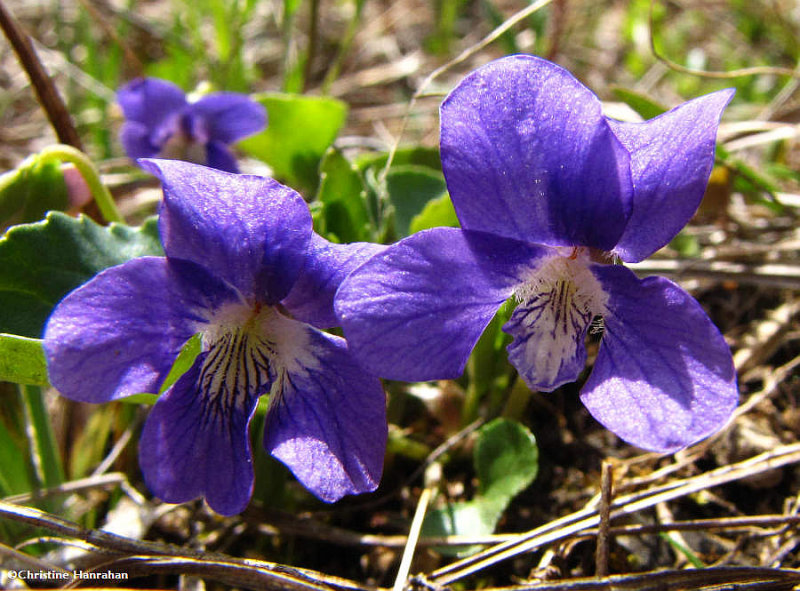 Northern Blue Violet  (Viola septentrionalis)