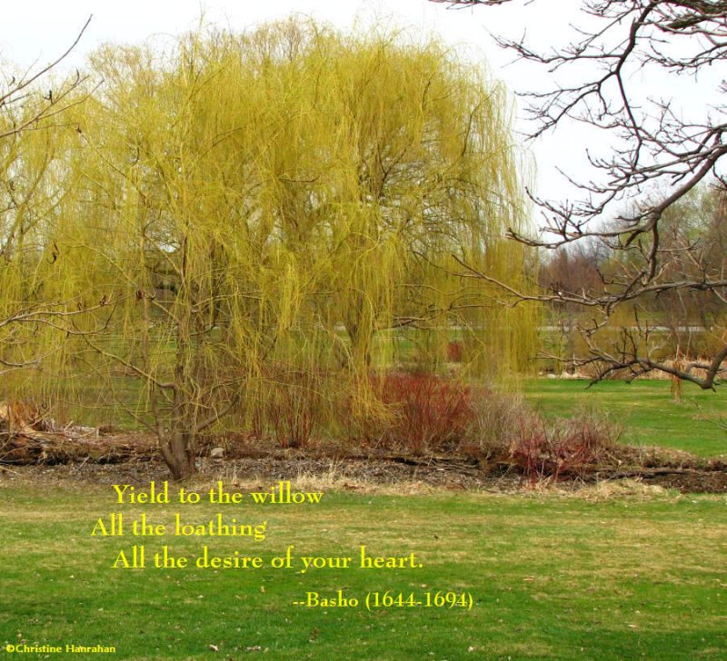 Yield to the willow