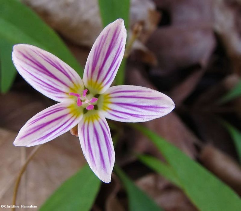 spring beauty (<em>Claytonia  caroliniana</em>)