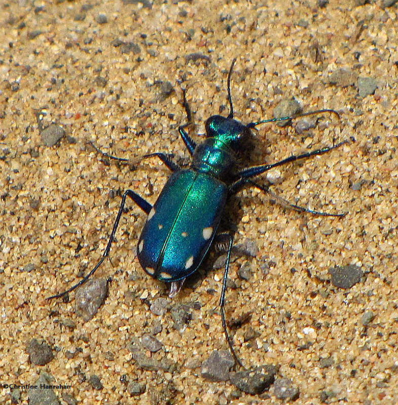 Six-spotted tiger beetle (Cicindela sexgutatta)