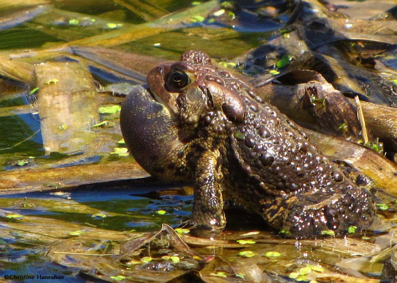 Calling toad (Bufo americanus)