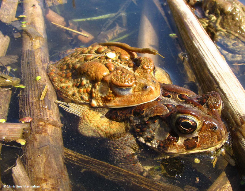 American toads (Bufo americanus) mating