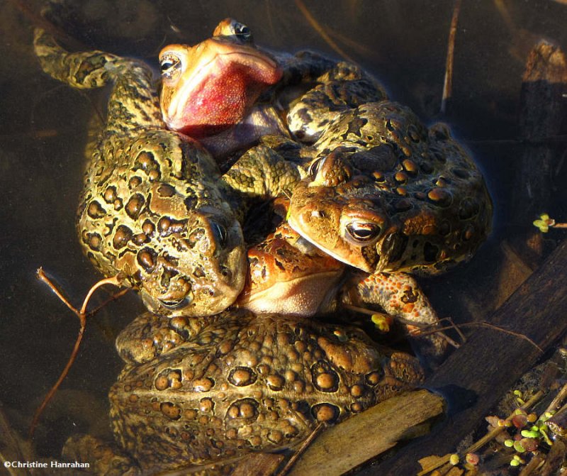 Five toads in a heap