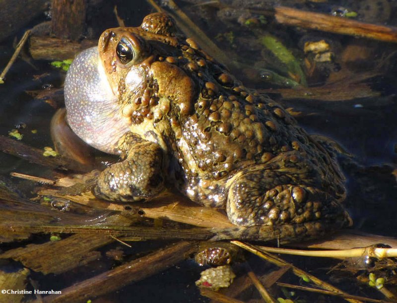 Calling toad (Bufo americanus)