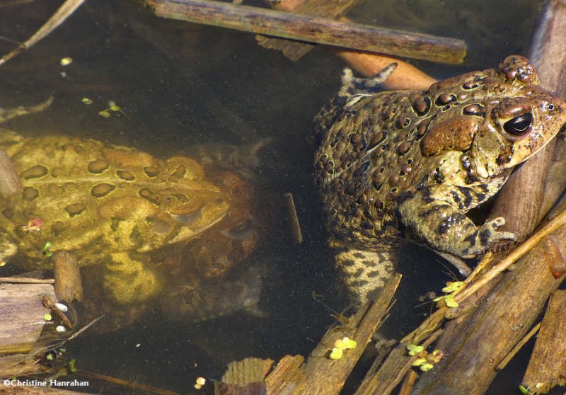 American toads (Bufo americanus) mating