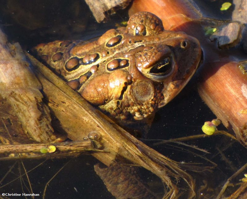 American toad (Bufo americanus)