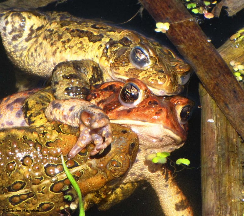 American toads (Bufo americanus)