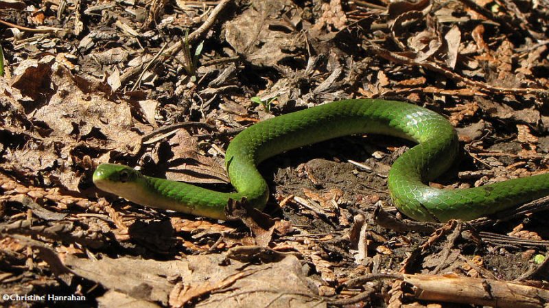 Smooth green snake (Opheodrys vernalis)