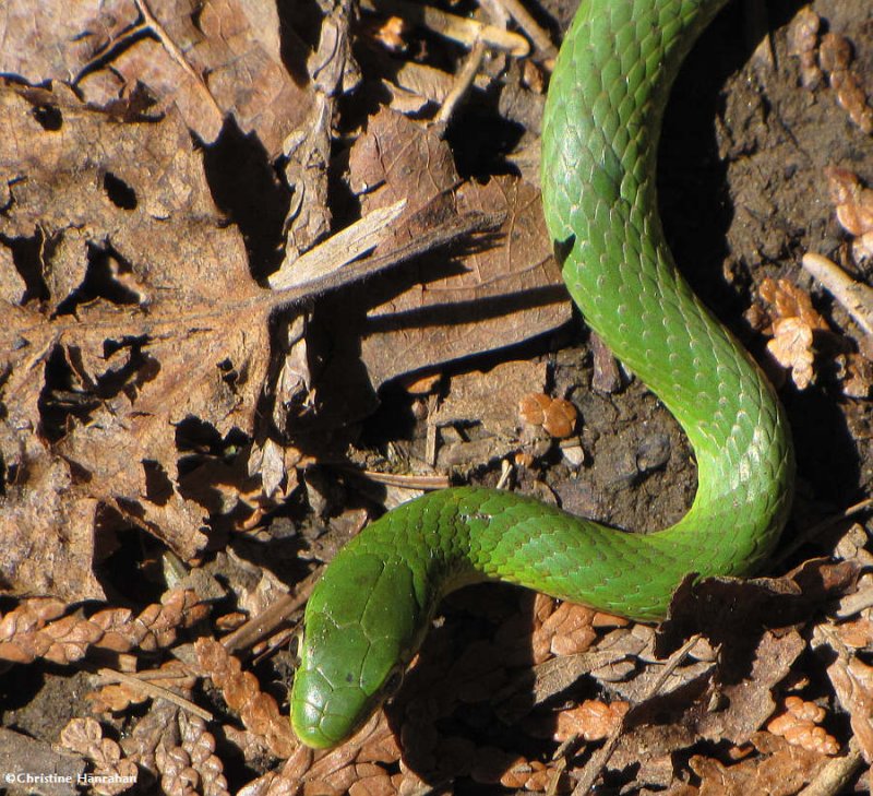 Smooth green snake (Opheodrys vernalis)