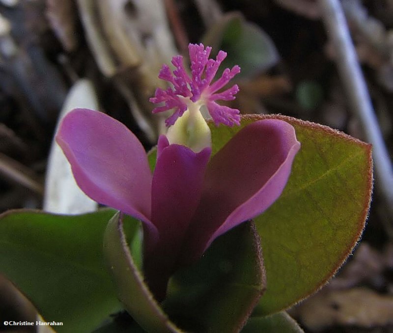 Fringed polygala (Polygaloides paucifolia)