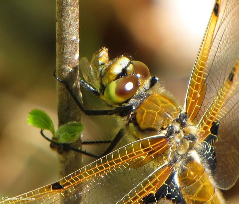Four-spotted  Skimmers (Libellula quadrimaculata)