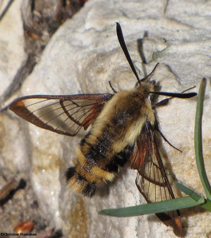 Snowberry clearwing moth (Hemaris diffinis), #7855