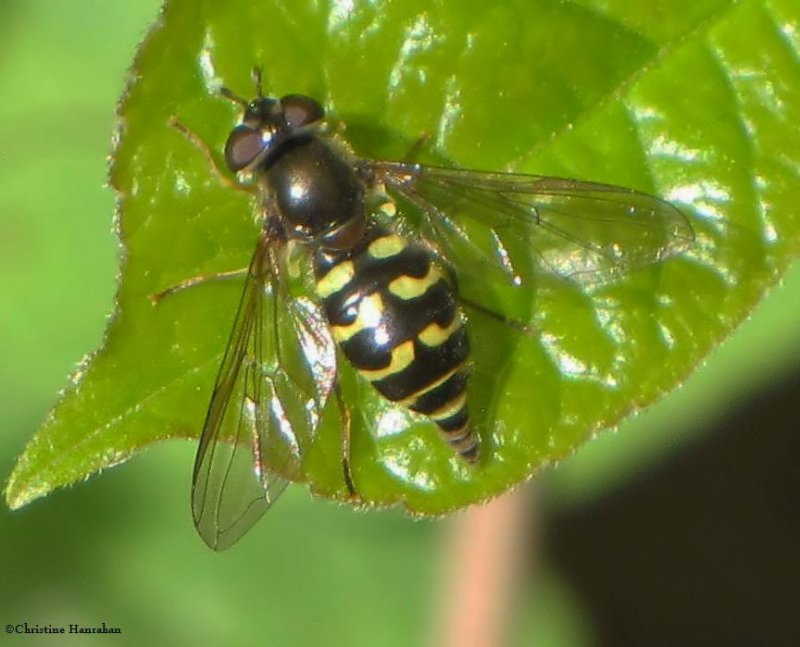 Hover fly (Dasysyrphus sp.)