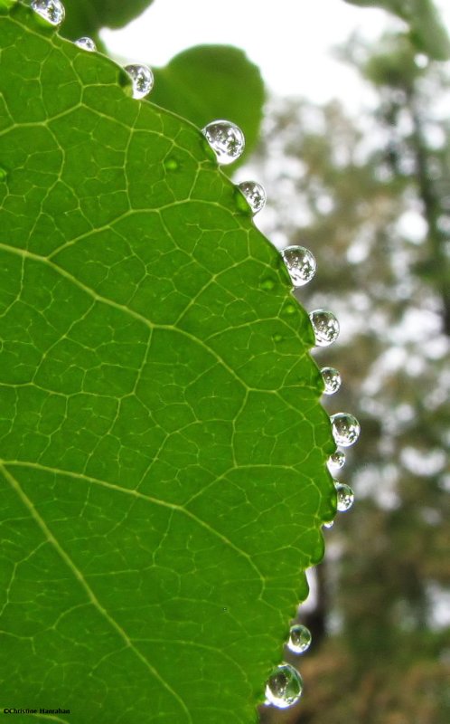 Rain drops on a leaf edge