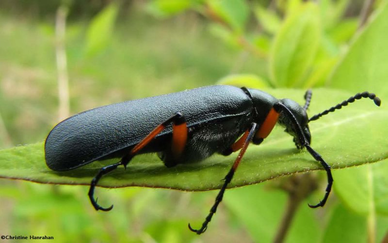 Green Blister Beetle  (Lytta sayi)