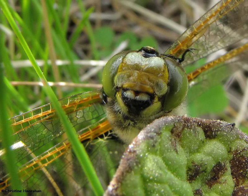 Four-spotted skimmer (Libellula quadrimaculata)