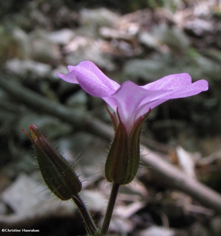 Herb robert (Geranium robertianum)