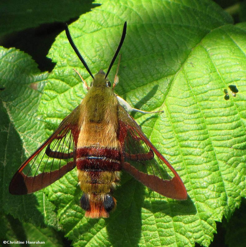 Hummingbird clearwing moth (Hemaris thysbe),#7853