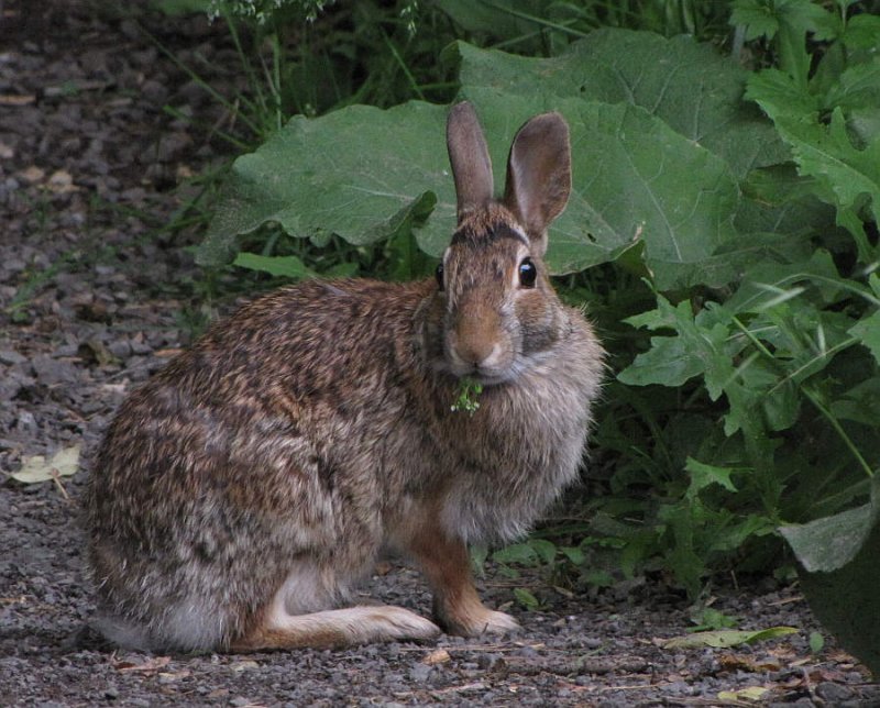 Eastern cottontail rabbit  (Sylvilagus floridanus)