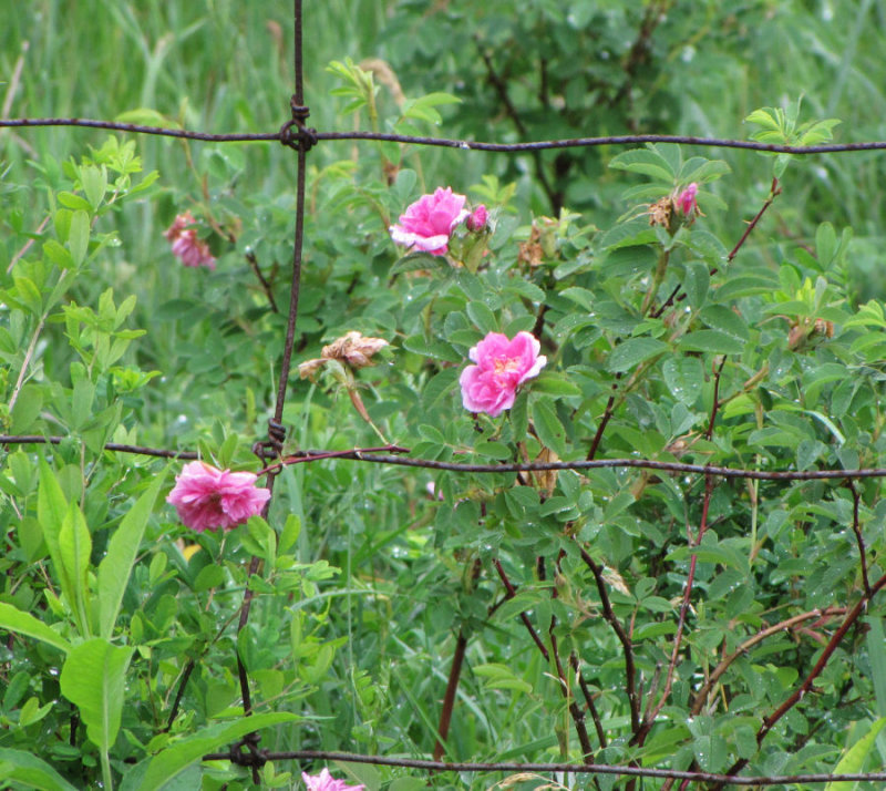 Roses round an old fence