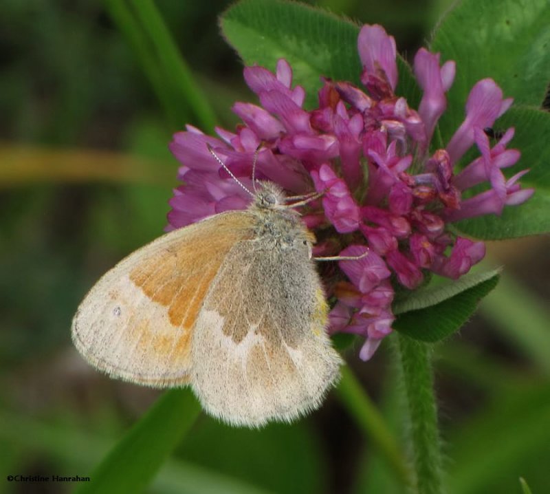 Common ringlet on clover (Coenonympha tullia)