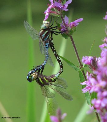 Lance-tipped- darners (<em>Aeshna constricta</em>), mating pair