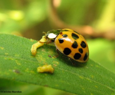 Asian Ladybeetles (Harmonia axyridis)