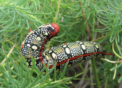 Spurge moth caterpillar (<em>Hyles euphorbiae</em>), #7892