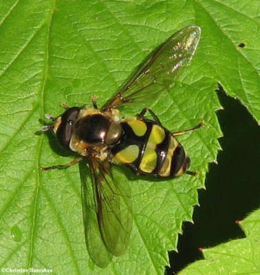Syrphid fly (<em>Didea fuscipes</em>)