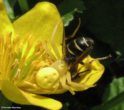Goldenrod crab spider (<em> Misumena vatia</em>) with bee