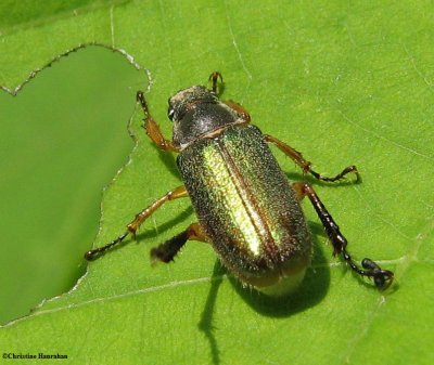 Scarab beetle  (<em>Dichelonyx </em> sp.)