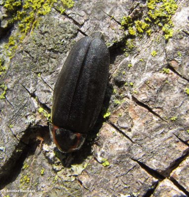 Winter firefly (<em>Ellychnia corrusca</em>)