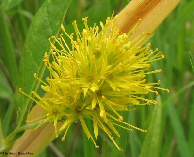 Tufted loosestrife  (<em>Lysimachia thrysiflora</em>)