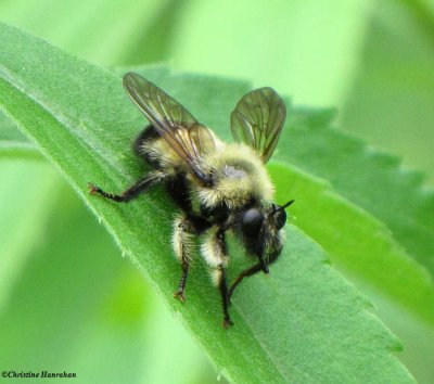 Robber fly  (Laphria sacrator), a bumblebee mimic