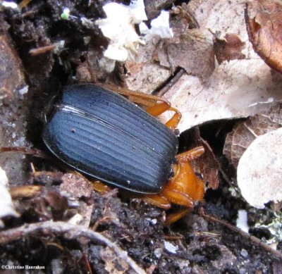 Bombardier beetle (<em>Brachinus</em> sp.)